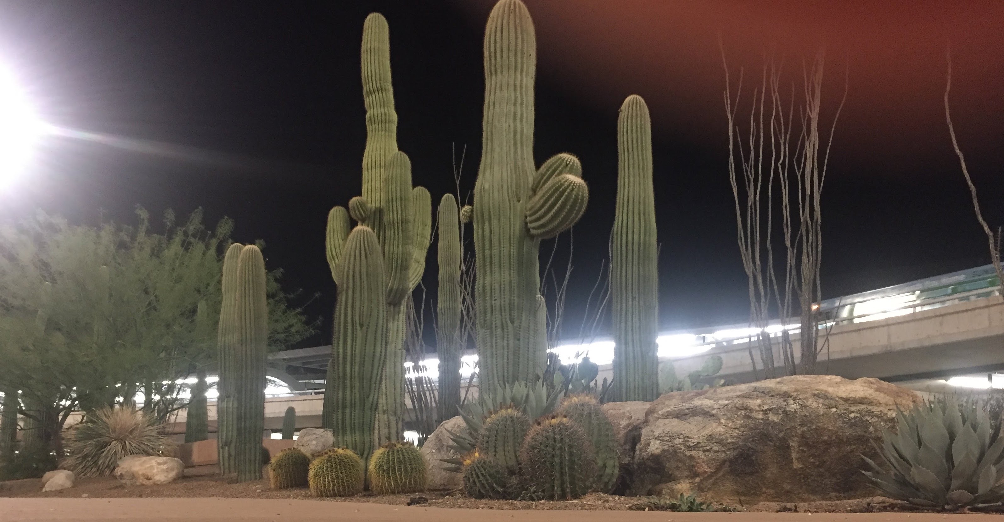 Cacti outside the Tucson Airport